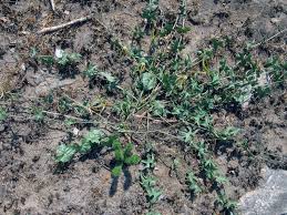 Image result for Trochomeria macrocarpa