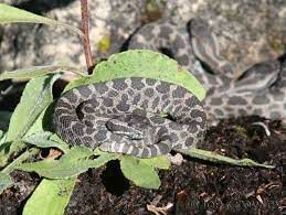 Eastern Massasauga Neonate Reptiles And Amphibians Reptile Snakes Amphibians