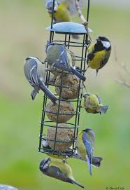 The Wild Bird Food Company Wild Bird Food Wild Birds Bird Feeders Uk