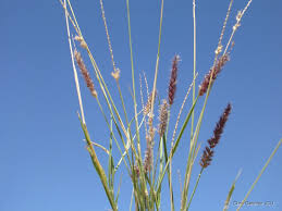 Image result for Cenchrus trisetus