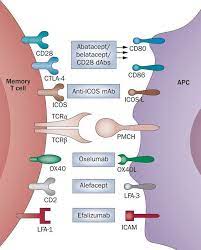 Co Stimulatory Pathways That Might Modulate Memory T Cell Responses In Transplantation And Autoimmunity Medschool D In 2020 Medical Laboratory Science T Cell Medical
