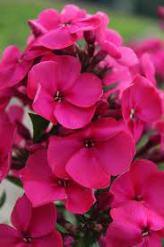 Phlox Younique Old Cerise Phlox Flowers Phlox Paniculata Beautiful Flowers
