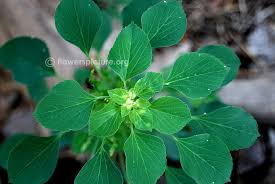 Image result for Acalypha fruticosa