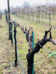 Image result for grape pruning