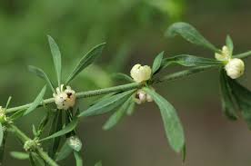 Image result for Pollichia