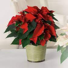 The first recorded history of the myrtle beach area begins with native americans, who were the first inhabitants of the area now known as myrtle beach. Classic Poinsettia North Myrtle Beach Florist Little River Flowers Events Local Flower Delivery North Myrtle Beach Sc 29582