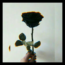 See more of bunga layu on facebook. Bunga Layu Wattpad