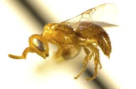 Image result for Isoglossa perdita