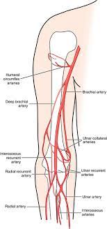 The most common arteries diagram material is paper. Upper Extremity Arteries Radiology Key