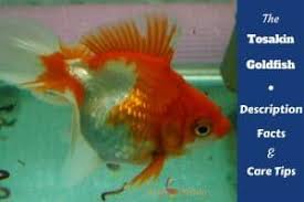 Goldfish Care Sheet Everything You Need To Know On One Page Aquarium Fish Freshwater Aquarium Fish Freshwater Aquarium