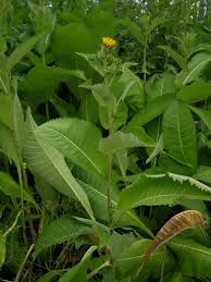Image result for Inula mannii