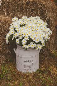 Rustic Country Chamomile Daisies Wedding Decor Http Www Deerpearlflowers Com Chamomile Daisies Wedding Ideas Bauernhof Fotografie Bauernhochzeit Hochzeit