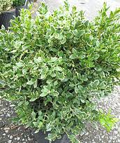 Without the proper amount of sun, flowering shrubs may fail to produce blossoms or bloom poorly, and many shrubs will perform poorly overall. Midwest Gardening Best Performing Shrubs