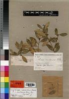 Image result for Ludia mauritiana