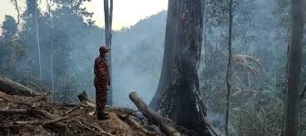 Hutan simpan kekal in english. Hutan Simpan Gunung Bubu Terbakar