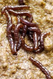 Belgica antarctica is a species of flightless midge endemic to the continent of antarctica. Antarctic And Arctic Insects Use Different Genetic Mechanisms To Cope With Lack Of Water All Images Nsf National Science Foundation