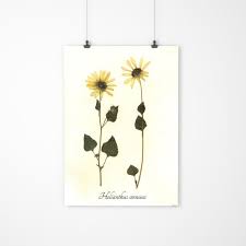 Sunflower Real Pressed Herbarium Specimen Pressed Flower Art Botanical Art Pressed Flower Art Wild Sunflower Herbarium