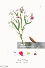 Image result for Lathyrus hirsutus