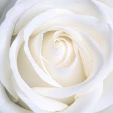 White Roses Picture Free Photos For Free Download White Rose Flower Rose Flower Pictures White Roses