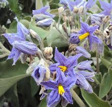Image result for Solanum mauritianum