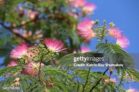 Image result for Albizia adianthifolia
