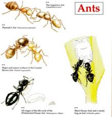 What do ants look like? Ants Species History Colony Schoolworkhelper