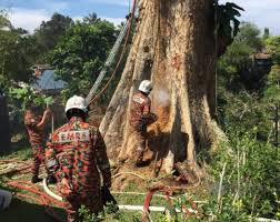 Kembang api yang satu ini termasuk yang paling aman dan umum dijual di pasaran. Dua Hari Padam Kebakaran Pokok 100 Tahun Metrotv