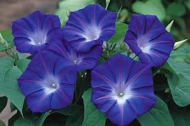 Image result for Ipomoea violacea
