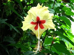A picture, that`s showing the plant of anthurium scherzerianum flower which mostly grows in costa. Free Flowers And Leaves Is In Costa Rica Plants 1 Stock Photo Freeimages Com