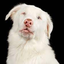 The Problem With Merle Coat Patterns In Dogs