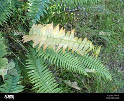 Image result for Blechnum punctulatum