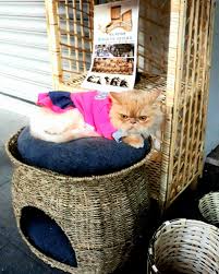 Kedi Sepeti In 2020 Laundry Basket Wicker Laundry Basket Wicker
