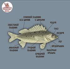 Части тела рыбы