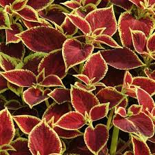 Image result for Coleus zombensis