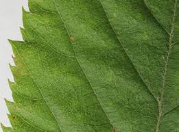 Our specialty is our selection of butterfly nectar plants. Eastern Hophornbeam Southern Native Trees