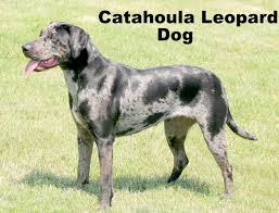 Find golden retriever puppies near you at lancaster puppies. Pets Pets Pets Amityville Record