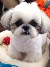 Maybe you would like to learn more about one of these? Shih Tzu Tiny Fluffy Tiny Pup Cute Dogs Novocom Top