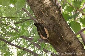 Garden & landscape · 10 years ago. How To Trim Tree Branches Yourself A Step By Step Pruning Guide