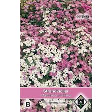 Image result for Malcolmia maritima