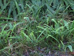 Image result for Lomariopsidaceae