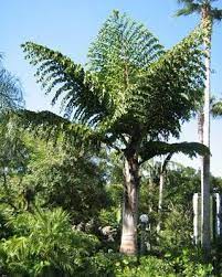 King Kong Palm Caryota Gigas Or Also Known As The Thai Mountain Giant Palm Up To 80 Feet Tall But Wants Water So Fishtail Palm Trees To Plant Palm Trees