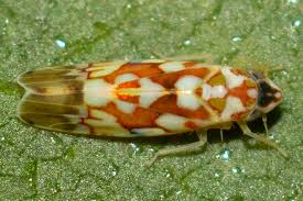 Image result for Erythrococca polyandra