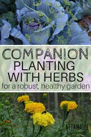 The ripe seeds and unripe. Companion Planting Is Growing Specific Herbs Flowers Fruits And Vegetables In Close Proximit Companion Gardening Companion Planting Vegetable Garden Planner