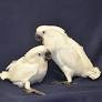 cockatoo parrots for sale from macawparrotshop.com