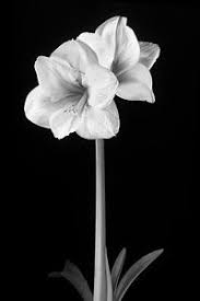 Black And White Flower Framed Wall Art Abstract Flowers Photograph Amaryllis In Black And White By Adam Romanowicz Abstract Flowers Black And White Flowers Flowers