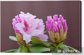 Tra sempreverdi resistenti, piante invernali da esterno in vaso e fiori che durano. Quadro Su Tela Rododendro Arbusto Sempreverde Con Fiori Rosa Pixers Viviamo Per Il Cambiamento
