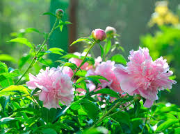 Check spelling or type a new query. Peony Diseases And Problems Diy