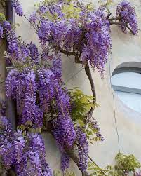 Time For Spring Break Wisteria Training Vines Climbing Vines