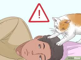 كيفية جعل قطتك تنام بجانبك 11 خطوة صور توضيحية wikihow
