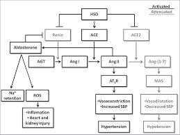 Renin angiotensin aldosterone system renal medbullets step 1. Scielo Brasil Inappropriate Activity Of Local Renin Angiotensin Aldosterone System During High Salt Intake Impact On The Cardio Renal Axis Inappropriate Activity Of Local Renin Angiotensin Aldosterone System During High Salt Intake Impact On The